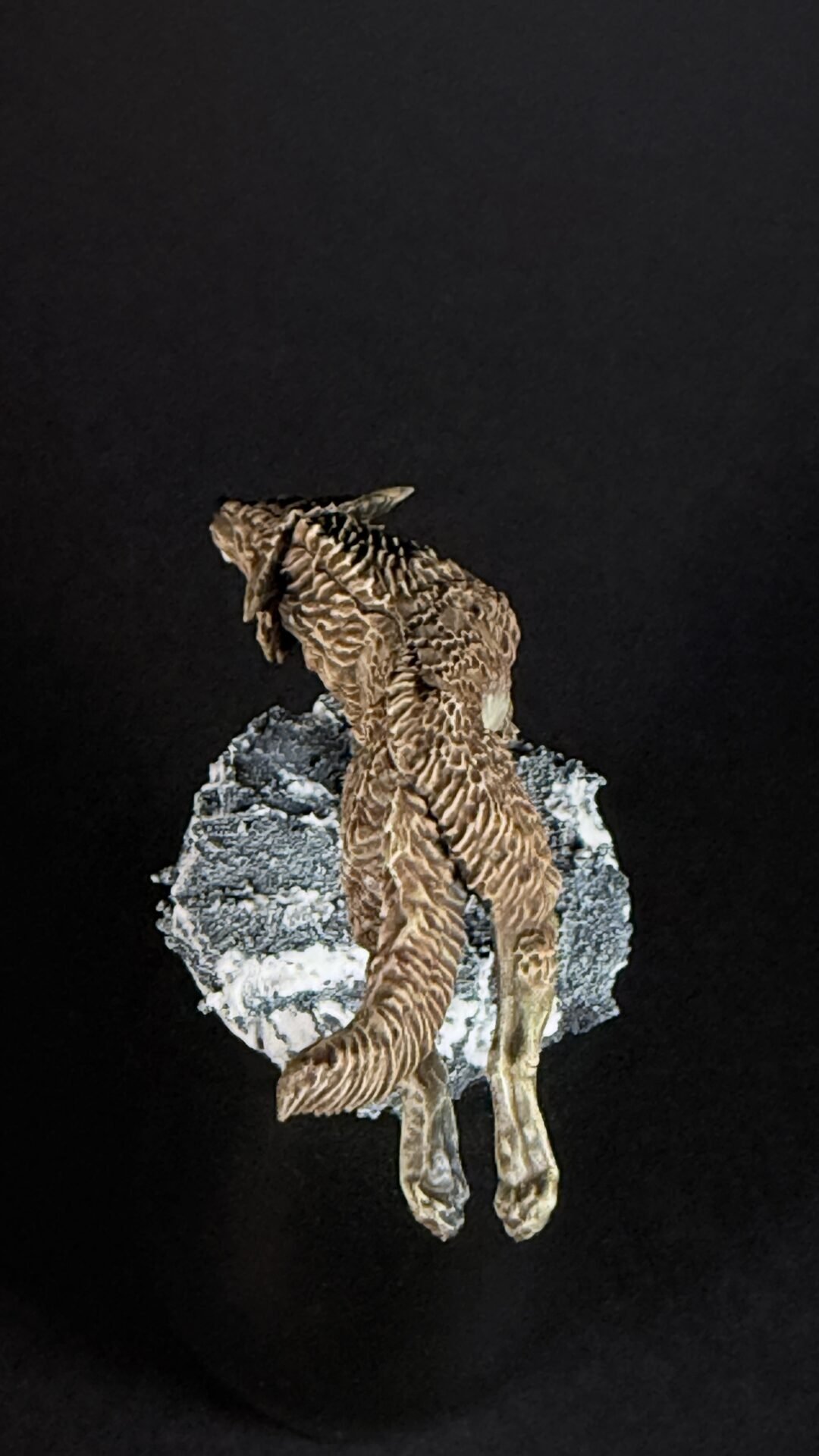 Small brown theropod dinosaur model perched on a rocky gray base against a black background.